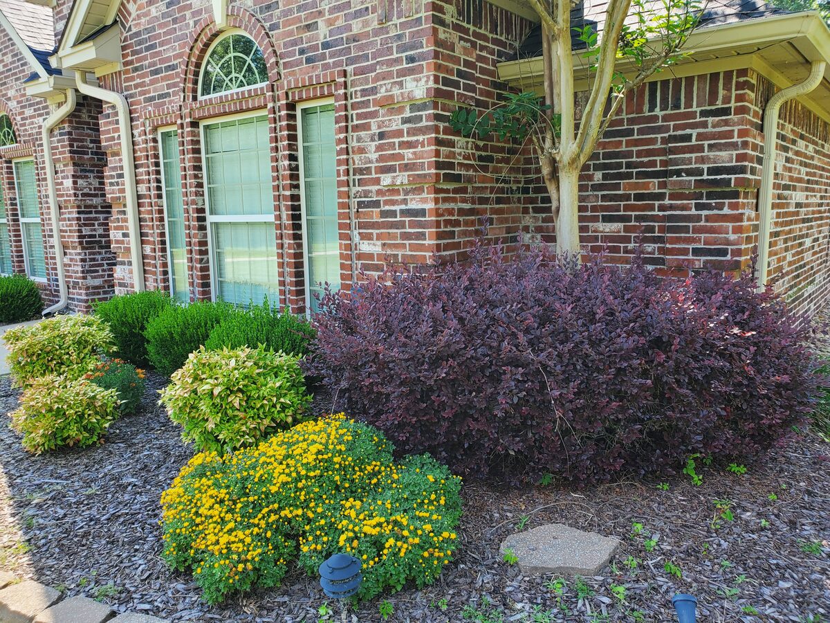 Foundation bed close-up: gold mums, burgundy loropetalum, boxwood spheres, and chartreuse euonymus